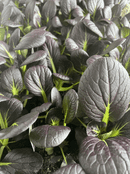Pack of  6  - Pak Choi - Rubi -  Young Plants