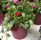 Painted Metal Bucket Planters - Planters with plants