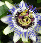 Passion Flower - Passiflora - caerulea -