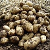 Pentland Javellin Seed Potatoes - 6  small Potato Tubers - Scottish