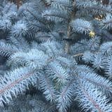 Picea pungens 'Edith' (Colorado  Blue Spruce) - 120cm  - in a Free Eco  Planter worth £8