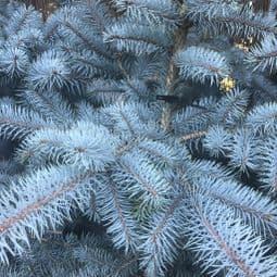 Picea pungens 'Edith' (Colorado  Blue Spruce) -100cm.