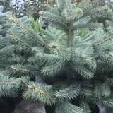 Picea pungens 'Super Blue Seedling - Free Eco Metallic Planter worth £5