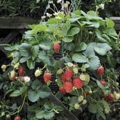 PRE ORDER - Green 25cm Hanging Basket  - Choose from Tumbling Tom Tomatoes or  Strawberry plants