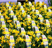 PRE ORDER NOW FOR DELIVERY 2023 - Potted Bulbs -  6 pack of 18 Narcissus Double Tete-a-Tete