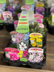 Perennial Hardy Alpines - Mixed Pack of 6 plants.