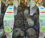PRE ORDER - Perennial Hardy Sempervivum - Mixed Pack of 6 plants