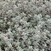 PRE ORDER Thyme Silver Posie - 8.5cm Pot - Herb