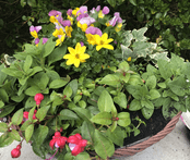 Ready planted - 14in Faux Rattan Hanging Basket - 35cm