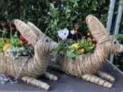 Ready Planted - Handmade - Hare Hanging Basket - 50cm  long - (Plants will vary from the photo)