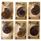Real Fossil Pendant - Polished Ammonite Pendant with Adjustable Black neck cord.