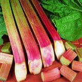 Rhubarb - Timperley Early - Large 2L Pot