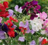 Scented Mixed Sweet Pea Plants -  Approx 10-20  in each pot