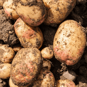 Sharpes Express  Seed Potatoes - 8  small Potato Tubers