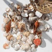 Small Wicker Basket of  Mixed Sea Shells