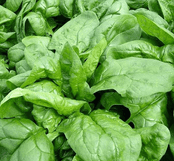 Spinach - Perpetual -  Young Plants