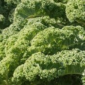 Strip Pack of 12 - Curly Kale - Reflex F1- Young Plants