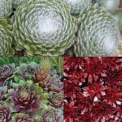 Trade Pack - 100 Hardy  Sempervivums - Alpine plants