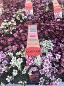 TRADE PACK - 20 PACKS - 120 PLANTS - FOR COLLECTION ONLY - Perennial Har- Perennial Hardy Saxifrage