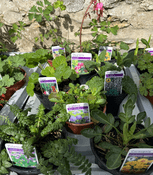 Tray of Mixed Hardy Perennials  - Tray of 8 mixed Plants
