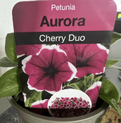 Unusual 9cm  Pot - Petunia  Aurora Cherry Duo