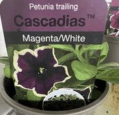 Unusual 9cm  Pot - Petunia Cascadias - Magenta/White