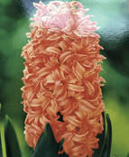 Unusual  Hyacinth Bulbs - Gypsy Queen