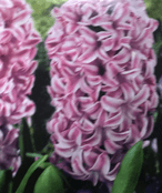 Unusual  Hyacinth Bulbs - Hyacinth 'Splendid Cornelia' -