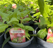 Upright Bush Fuchsia  -Breeders Delight  - 10cm pot