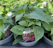 Upright Bush Fuchsia  -John Grooms  - 10cm pot