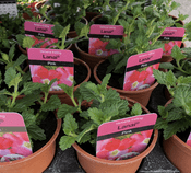 Verbena  Lanai - Trailing Pink  -  9cm  Pot - Hanging Basket Plant