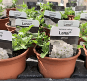 Verbena  Lanai - Trailing White  -  9cm  Pot - Hanging Basket Plant
