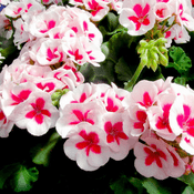 Zonal Pelargonium - Pink Blossom Pink Geranium  - 10cm Pot