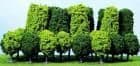 HEKI 1321 Model Trees Giant Pack 24 Assorted trees all Deciduous 5 to 15 cm High